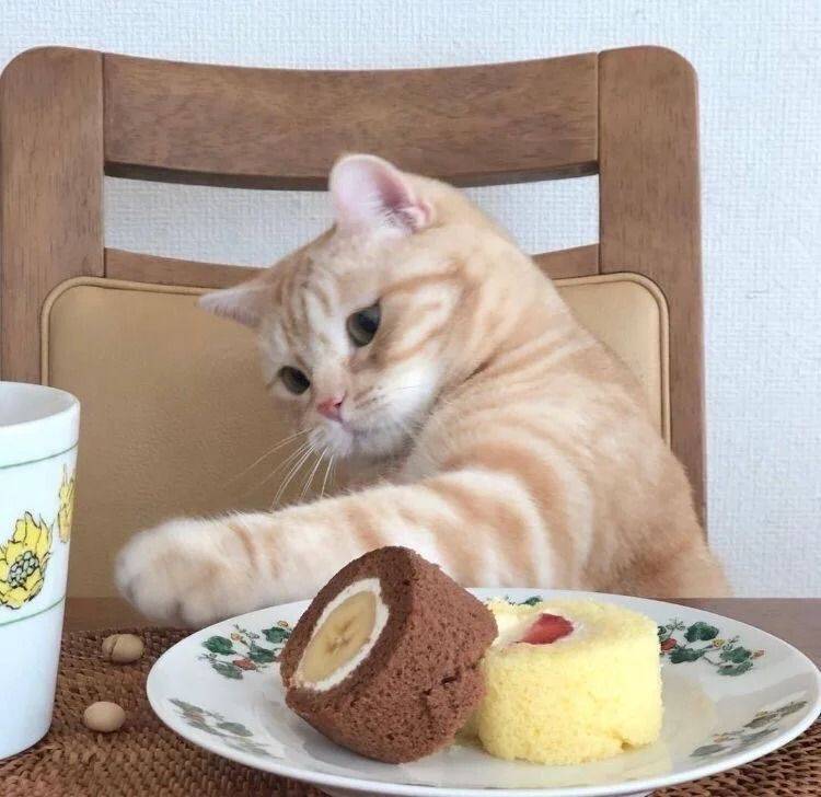 猫咪apo苹果版网飞猫苹果怎么下载-第2张图片-太平洋在线下载