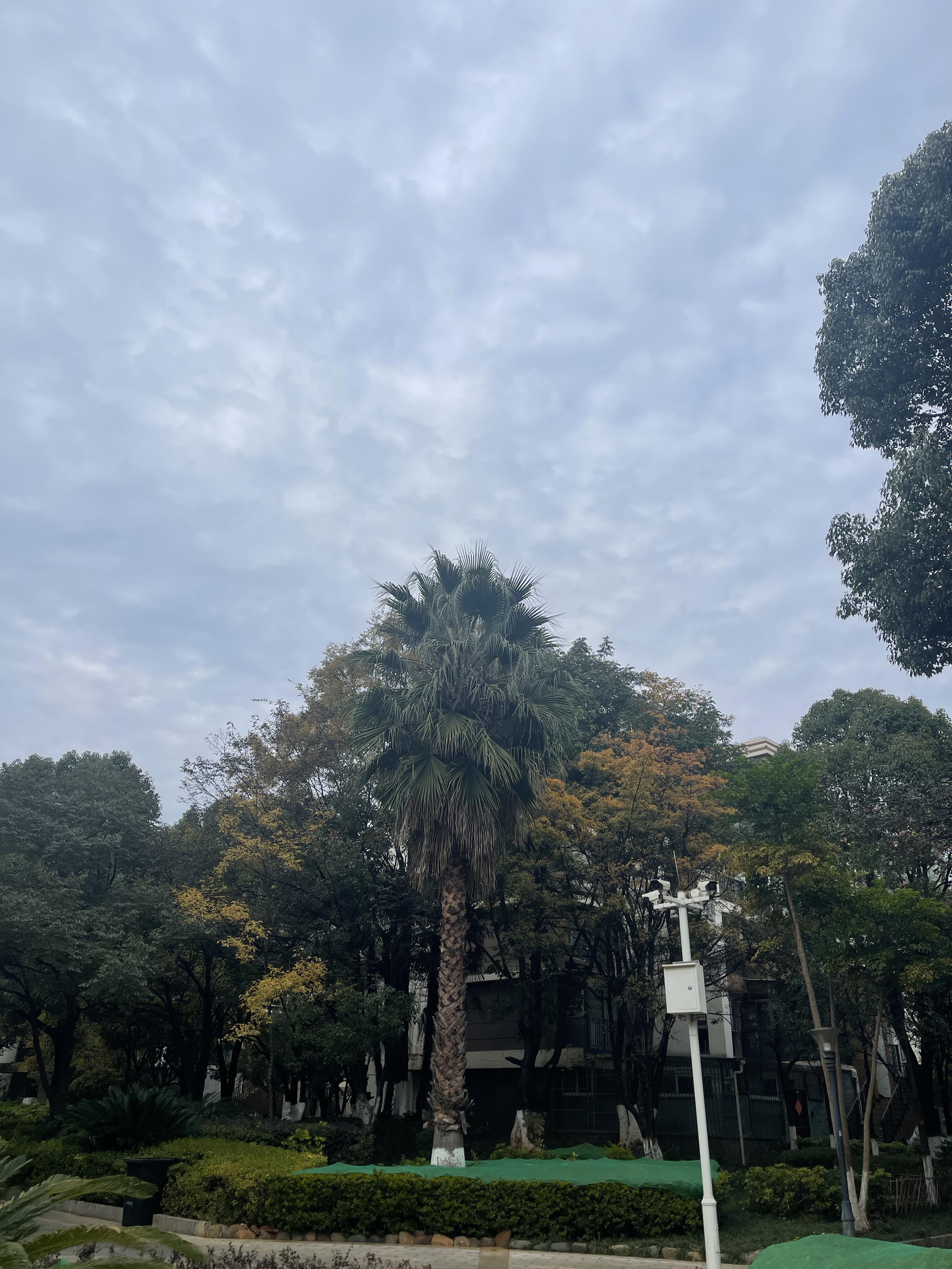 小娜安卓手机版安卓手机浏览器下载大全免费下载-第2张图片-太平洋在线下载